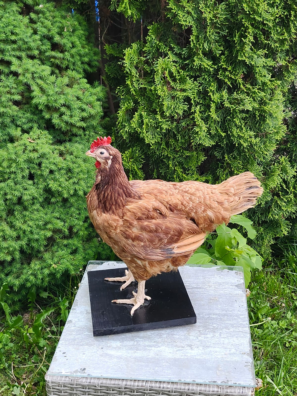 Standing rooster taxidermy, chicken taxidermy