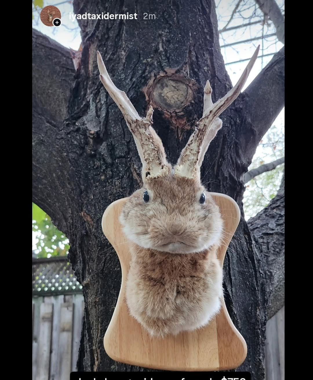 Shoulder mount brown jackalope taxidermy