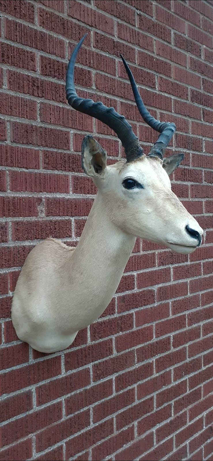 Shoulder mount impala deer taxidermy