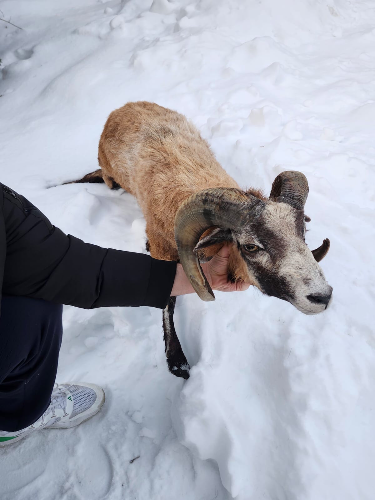 Soft mount blackbelly sheep with large horns