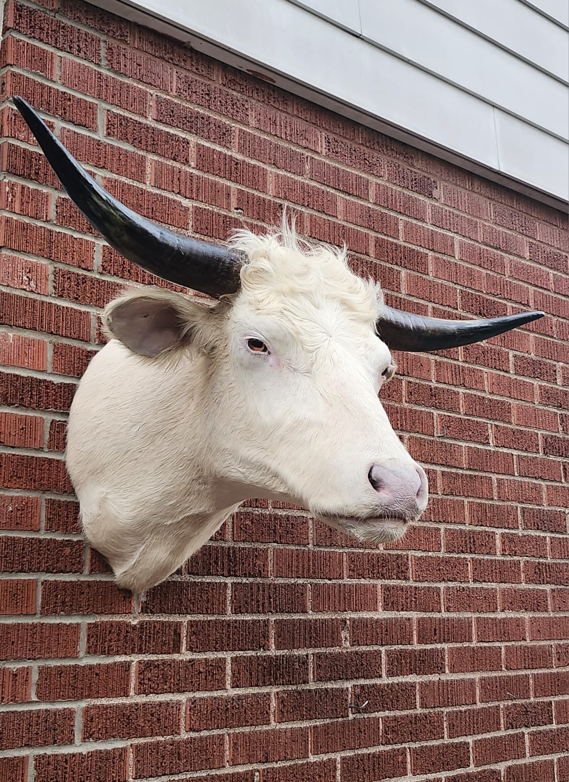 White shoulder mount cow taxidermy with long horns