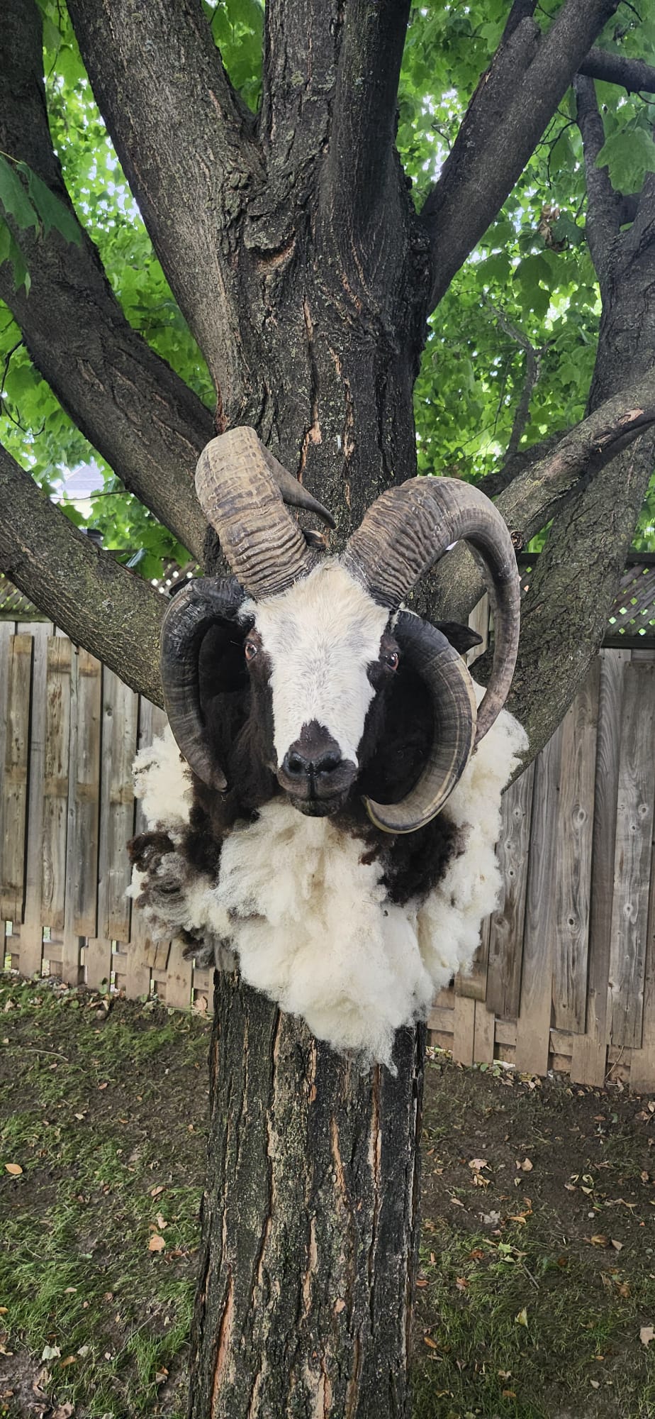 Huge shoulder mount five horned black and white jacob sheep taxidermy