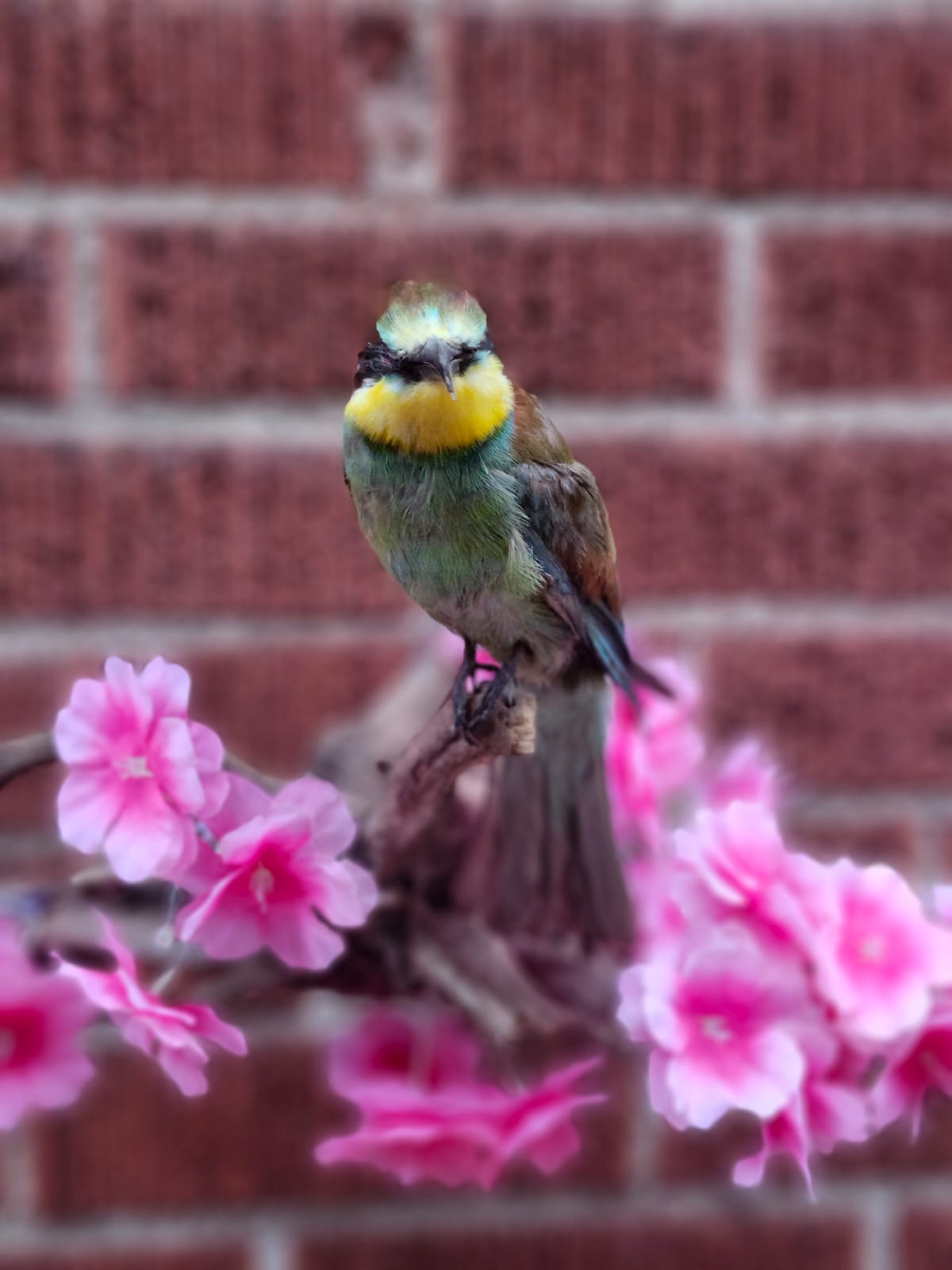 Wall mounted bee eater taxidermy