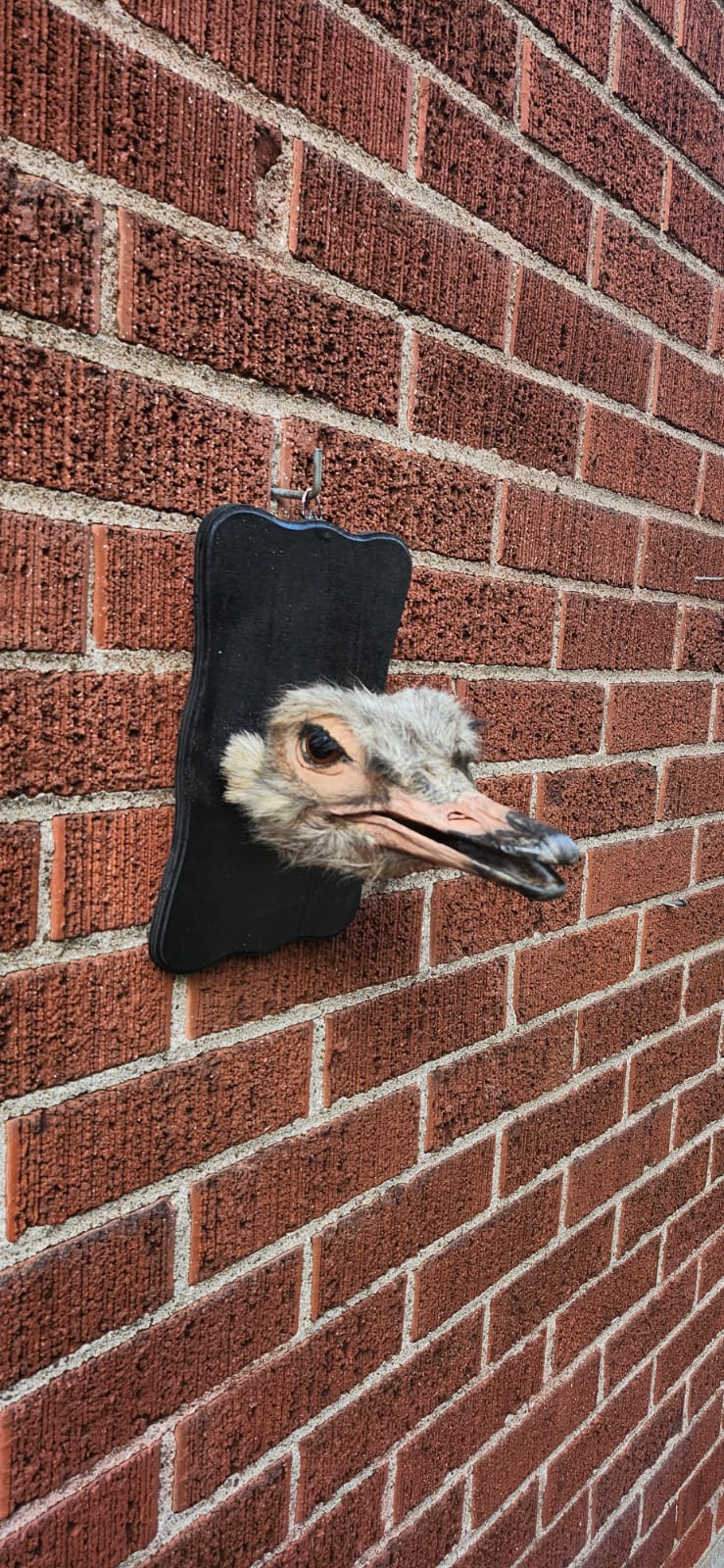 Ostrich head taxidermy