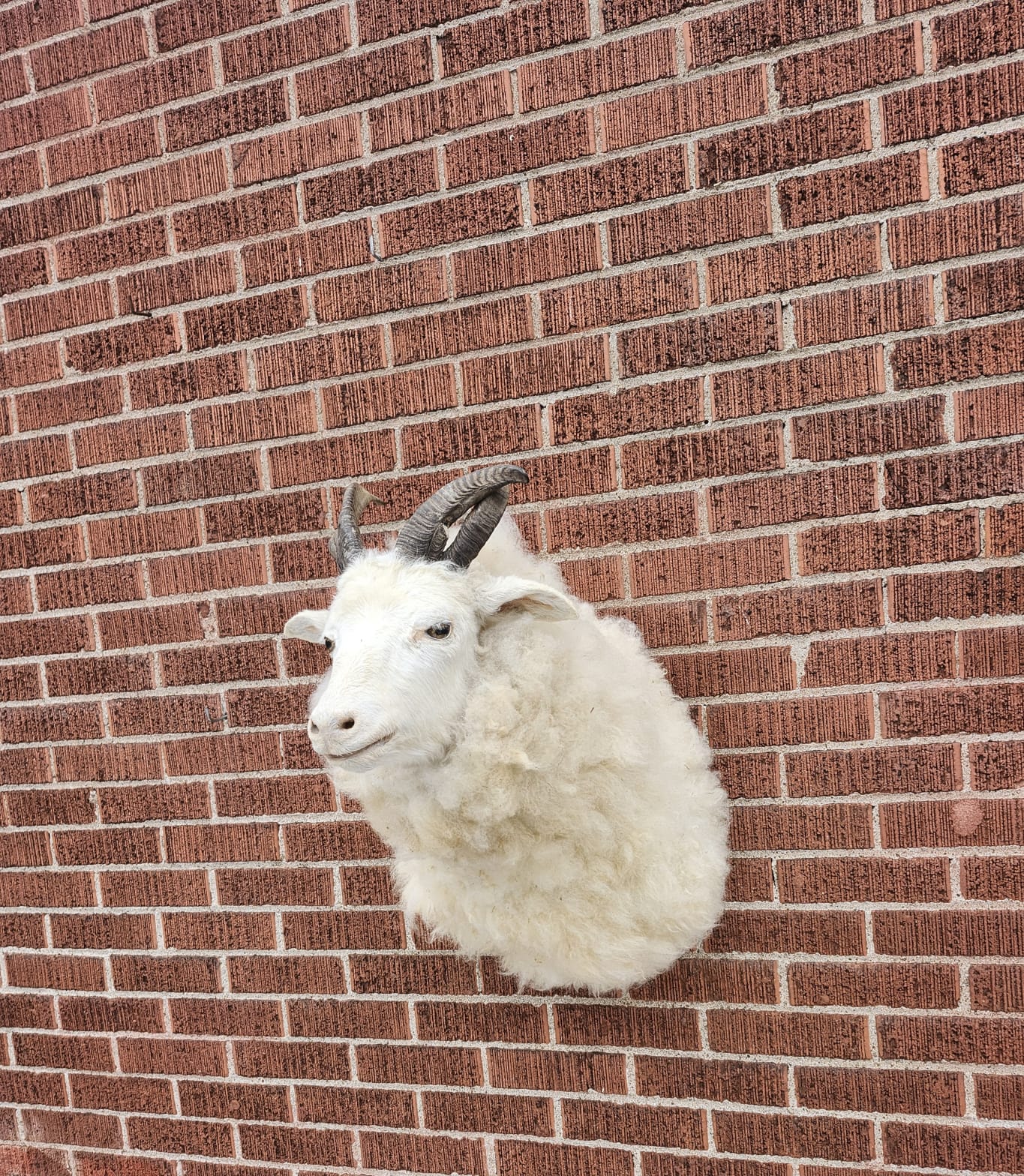 Shoulder mount four horned jacob sheep taxidermy