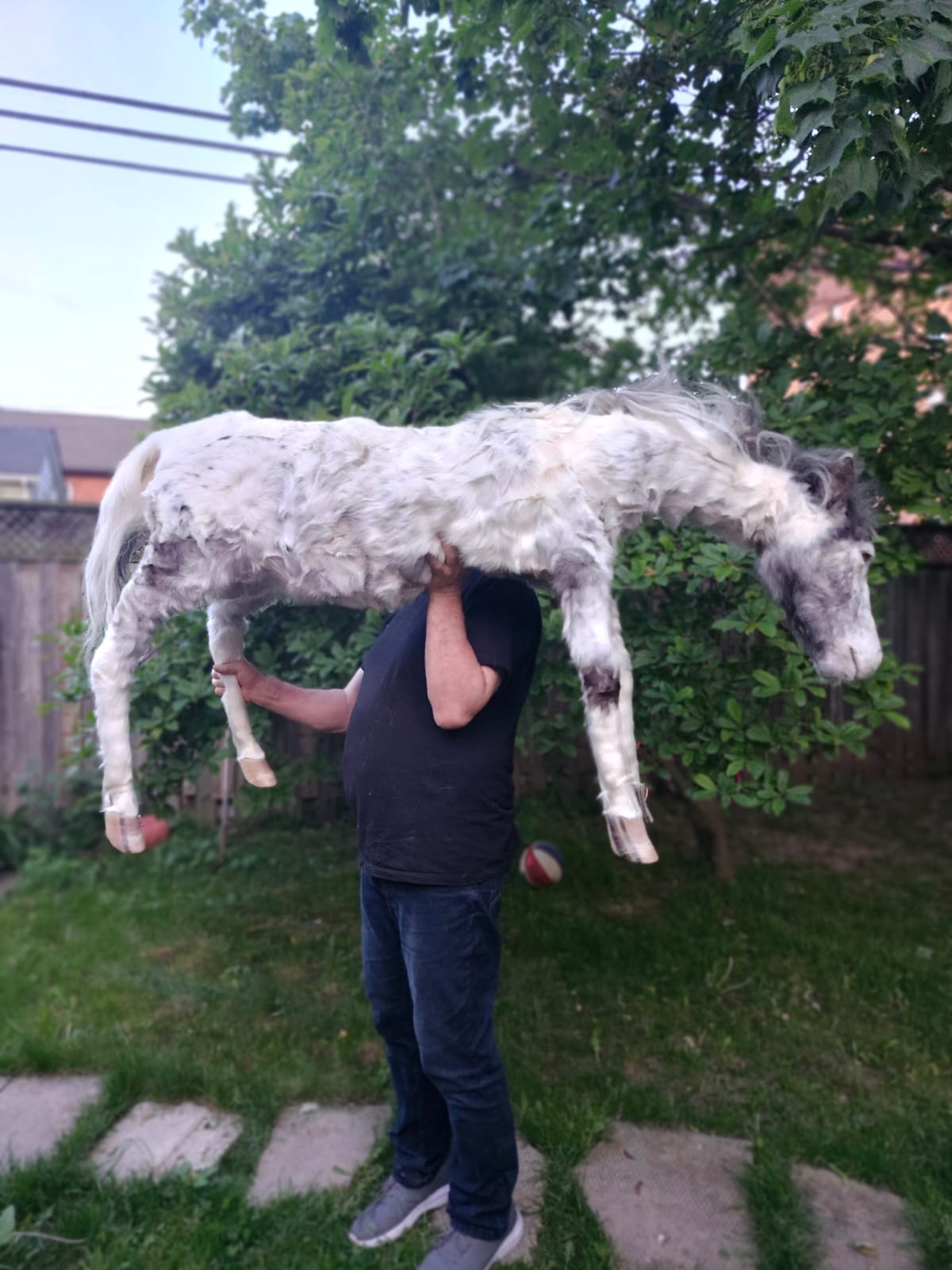 Soft mount white and silver horse taxidermy