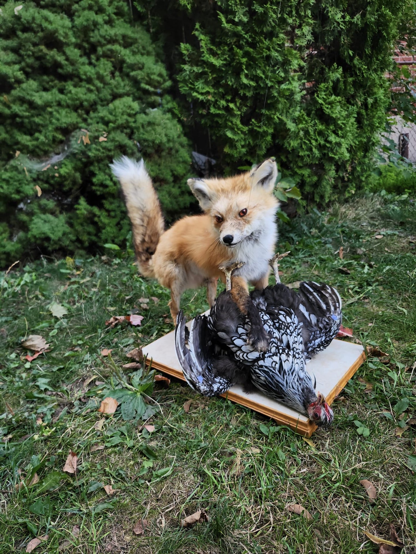 Fox taxidermy and a chicken with movable head and wings