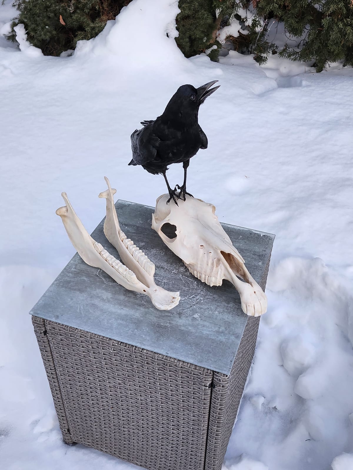 Carrion Crow taxidermy standing on a donkey skull