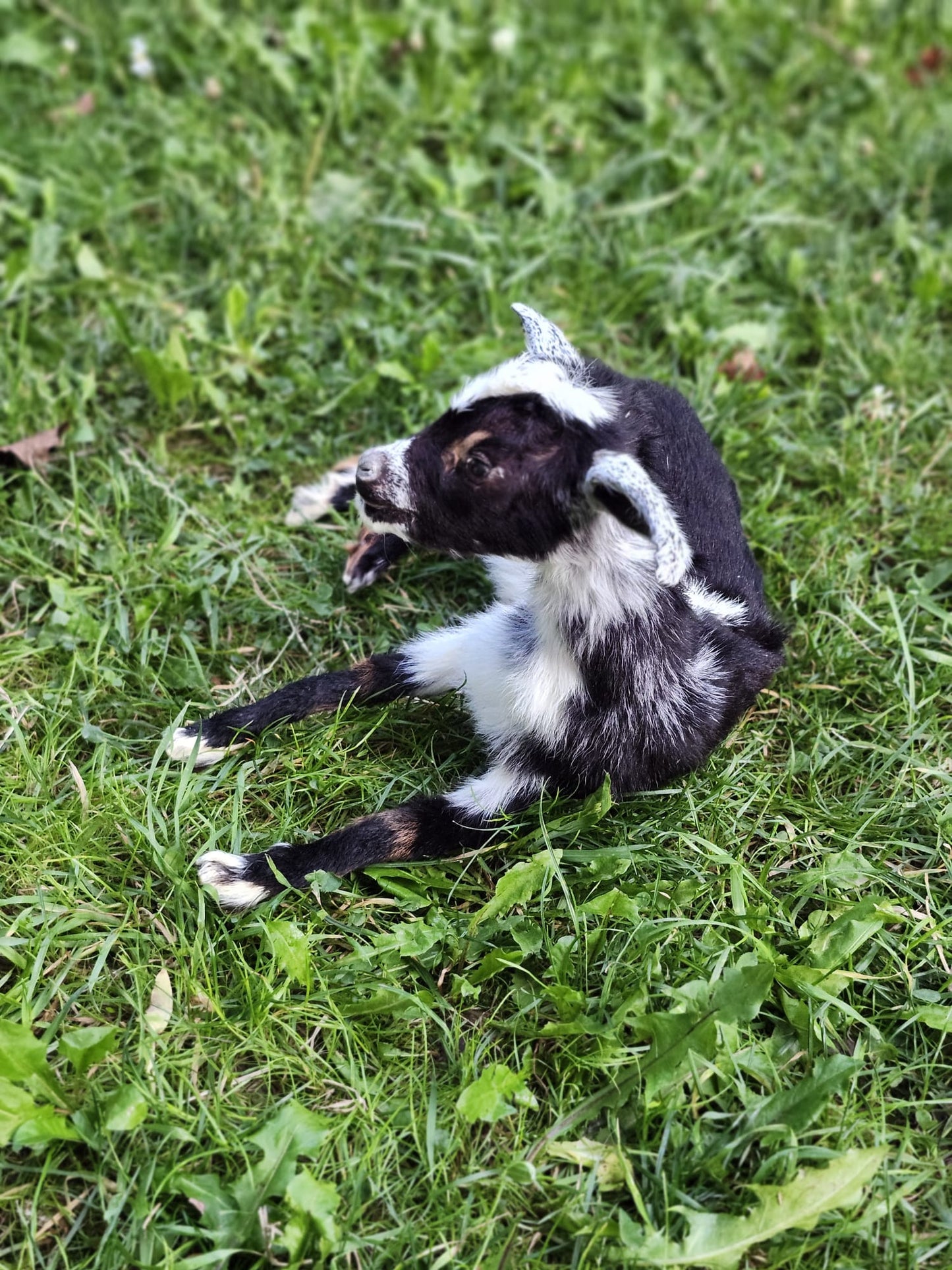 Fully posable soft mount baby goat taxidermy