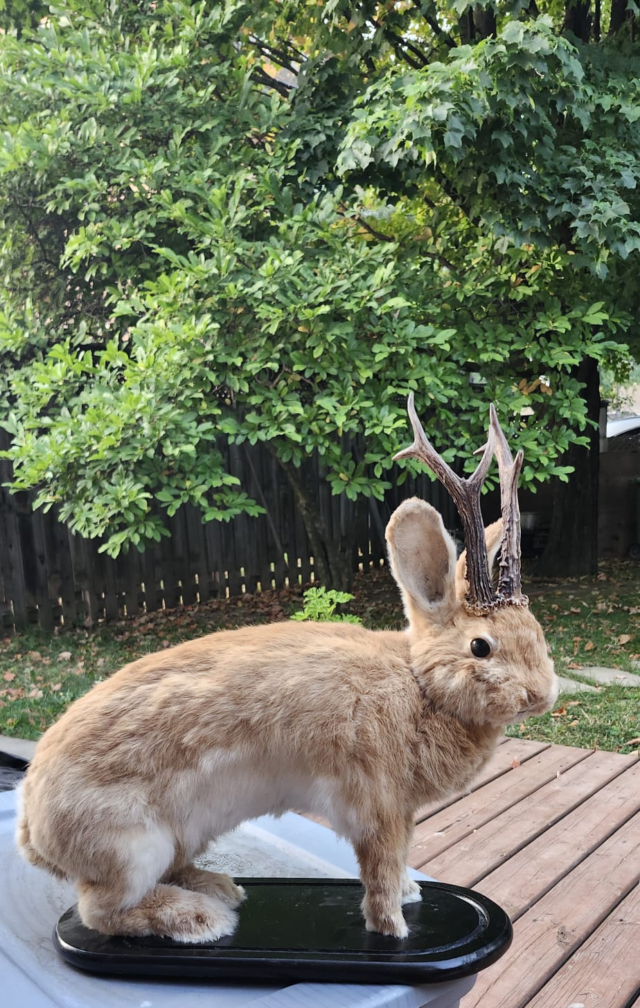 A masive brown life size jackalope taxidermy with real roe deer antlers, full body rabbit jackalope, bunny taxidermy