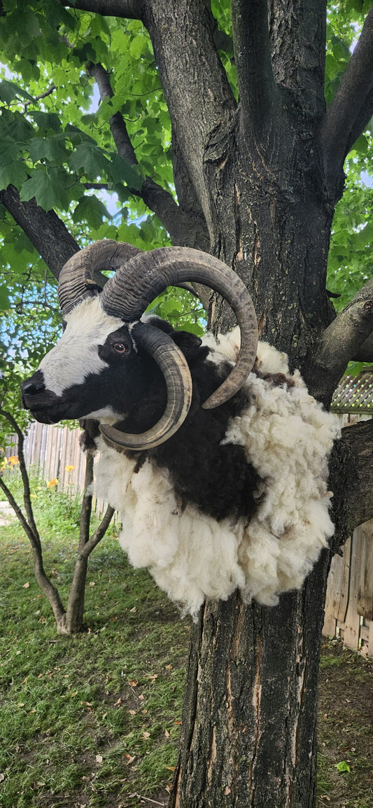 Huge shoulder mount five horned black and white jacob sheep taxidermy