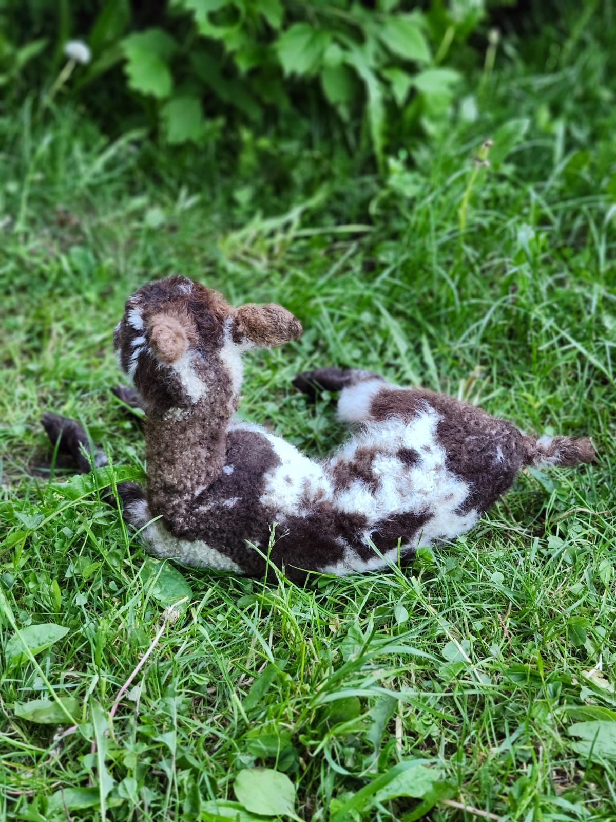 Fully Posable soft mount baby lamb taxidermy, goat, ram, sheep