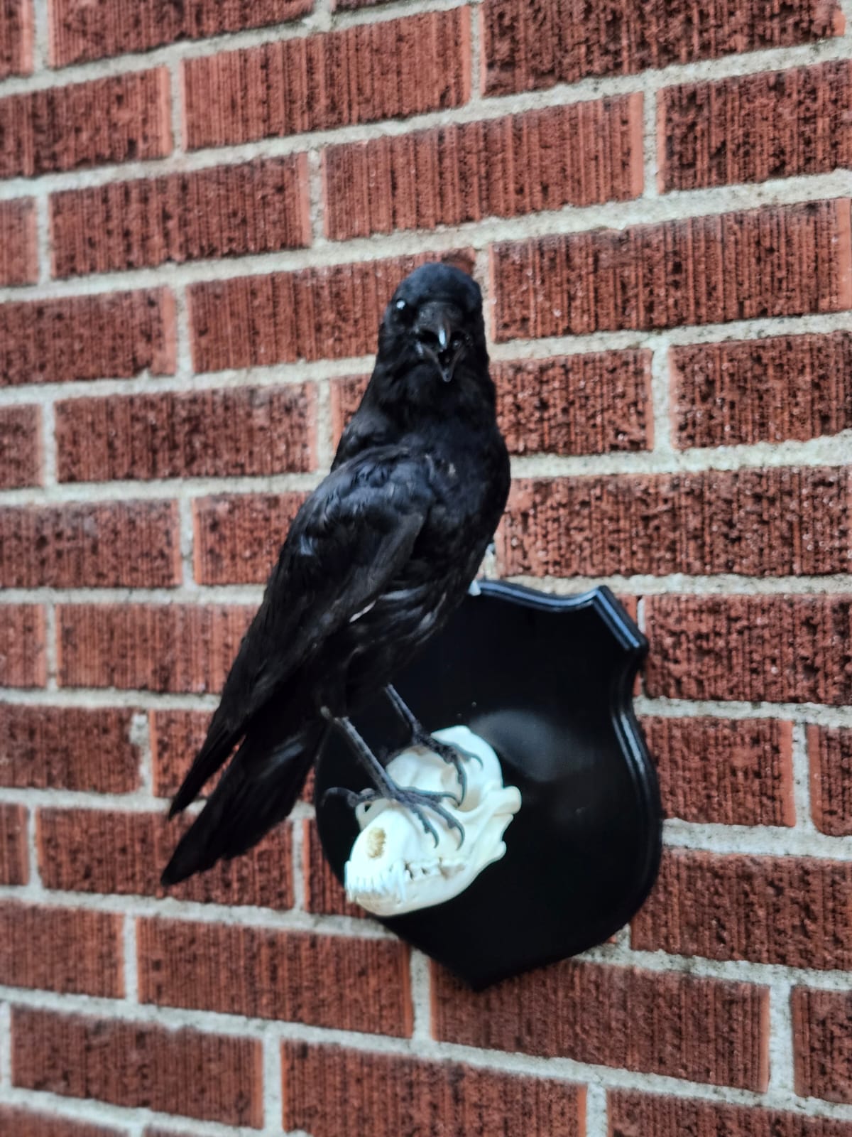 Wall mounted Carrion Crow taxidermy standing on a coyote skull