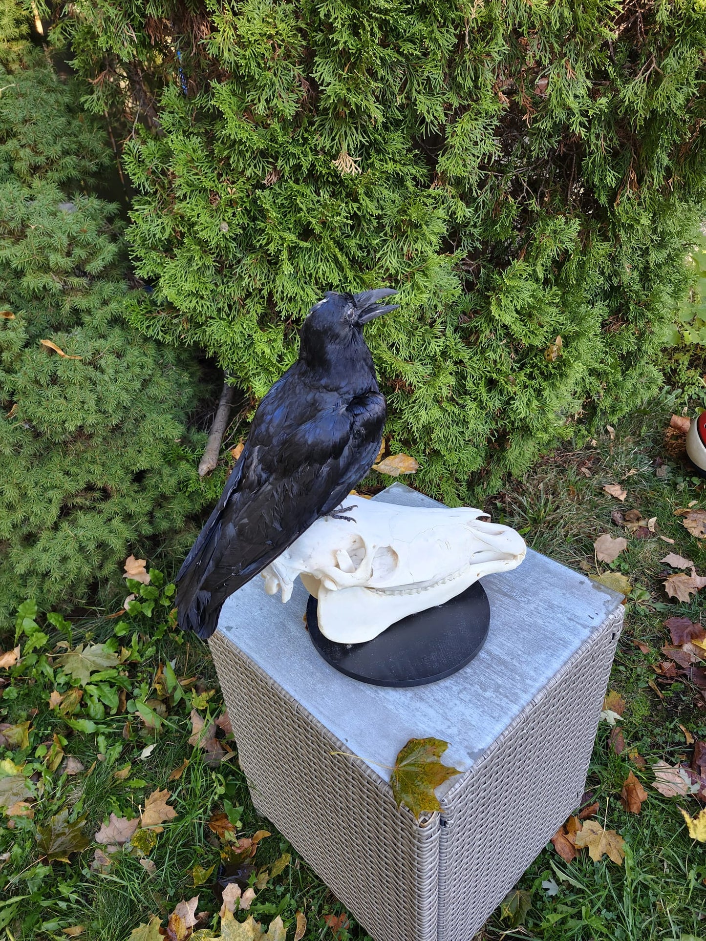 A crow taxidermy standing on a donkey skull