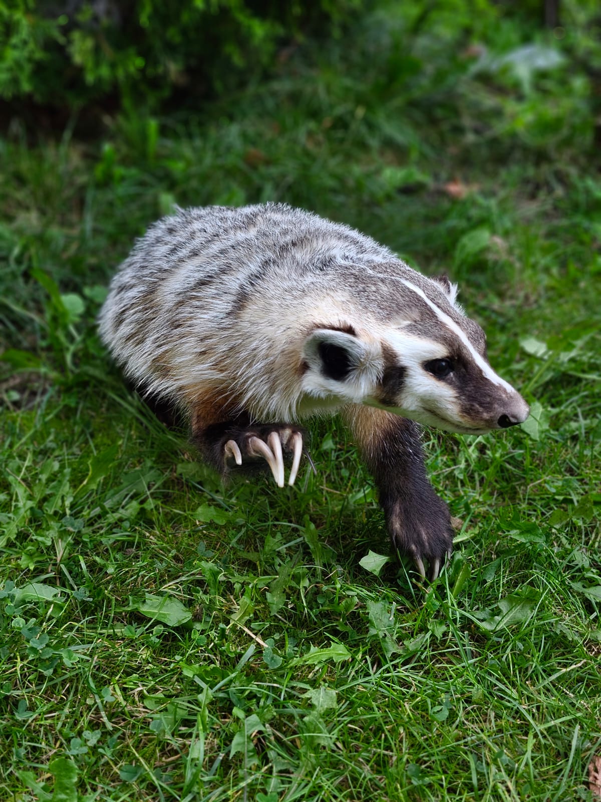 Fully Posable soft mount badger taxidermy