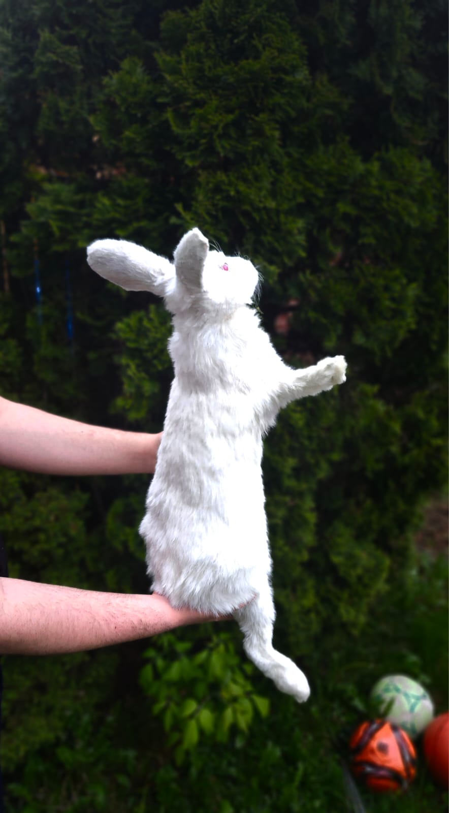 XL soft mount rabbit taxidermy with albino eyes