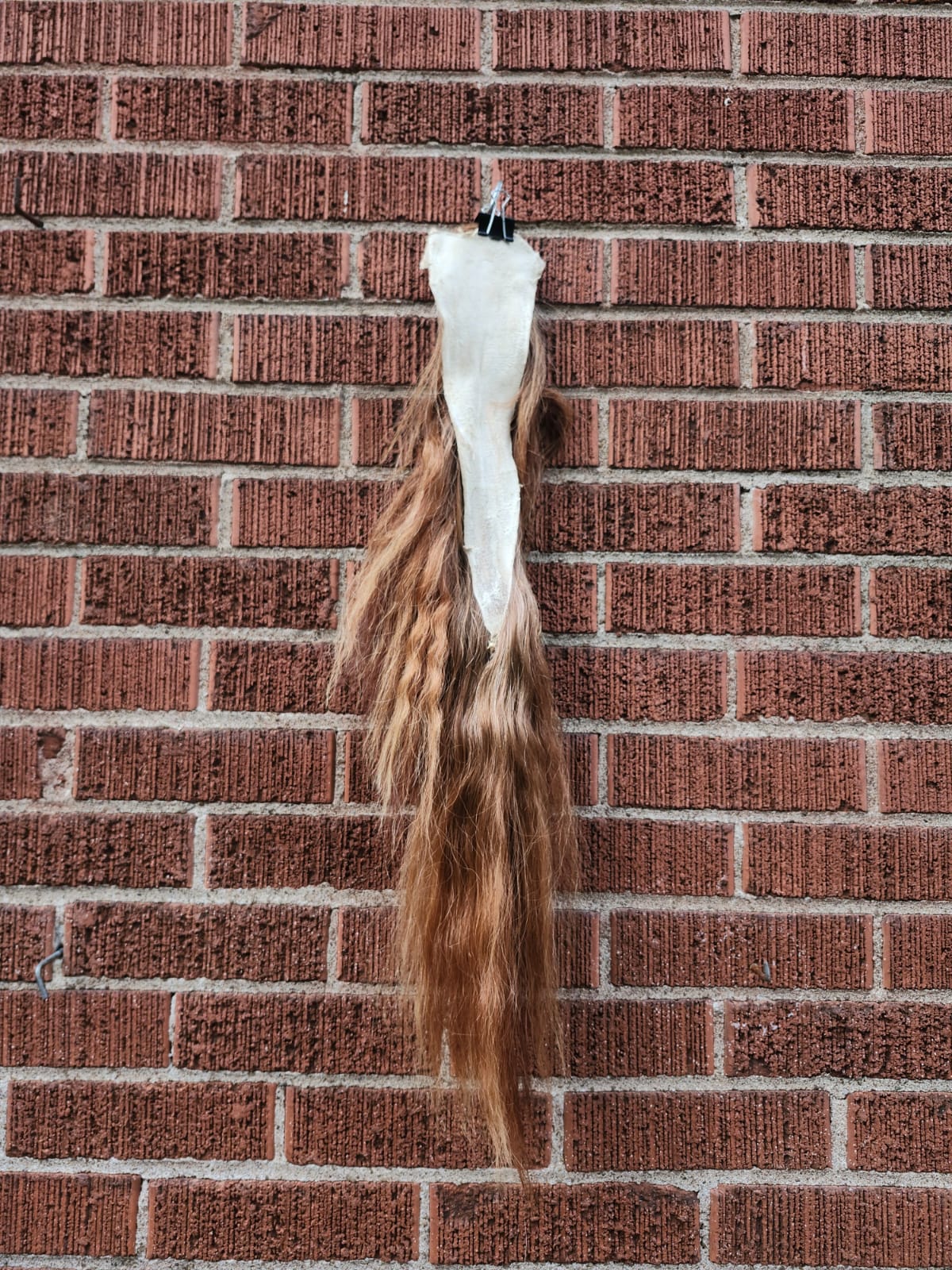 Pony horse tail taxidermy