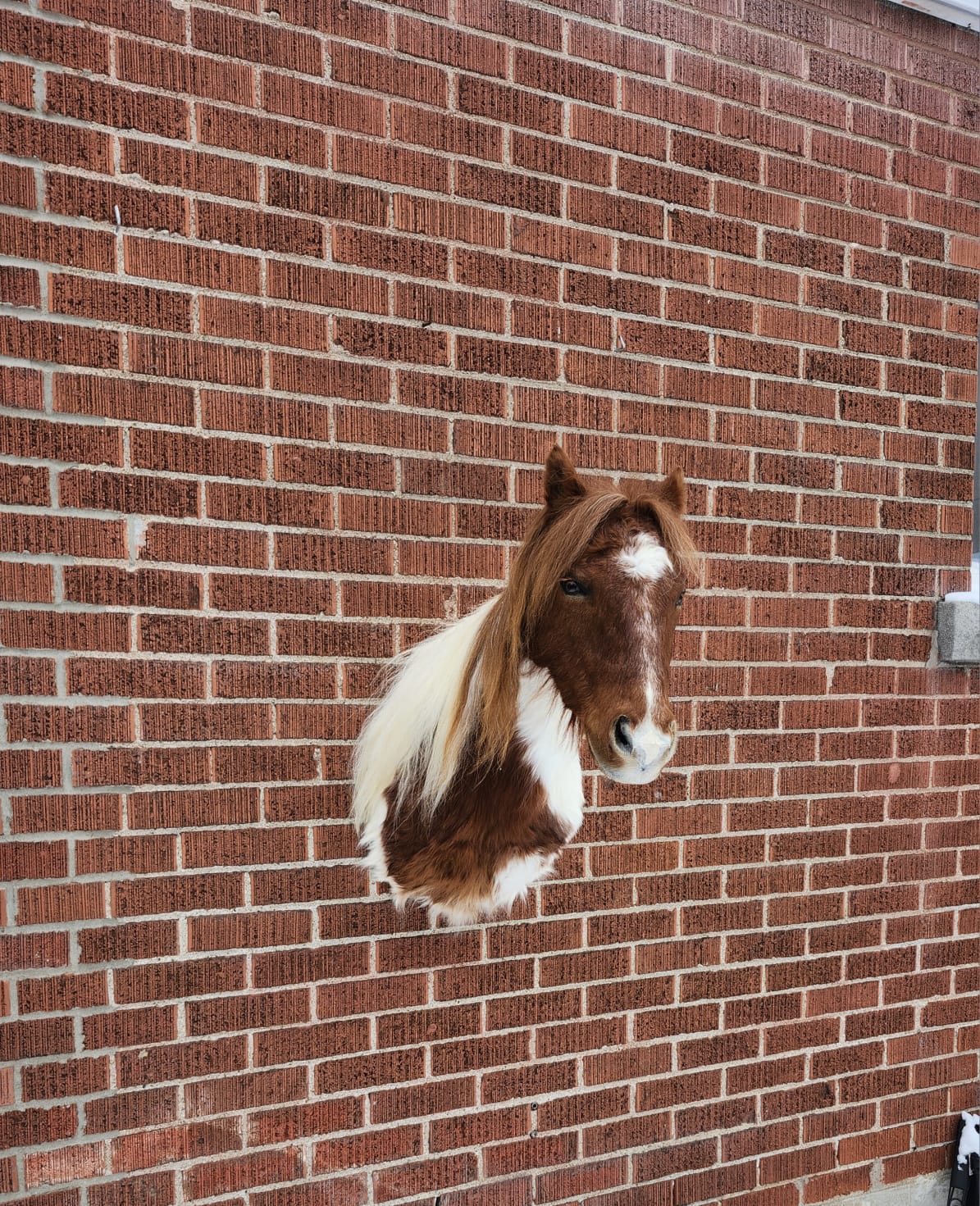 Shoulder mount brown and white horse taxidermy