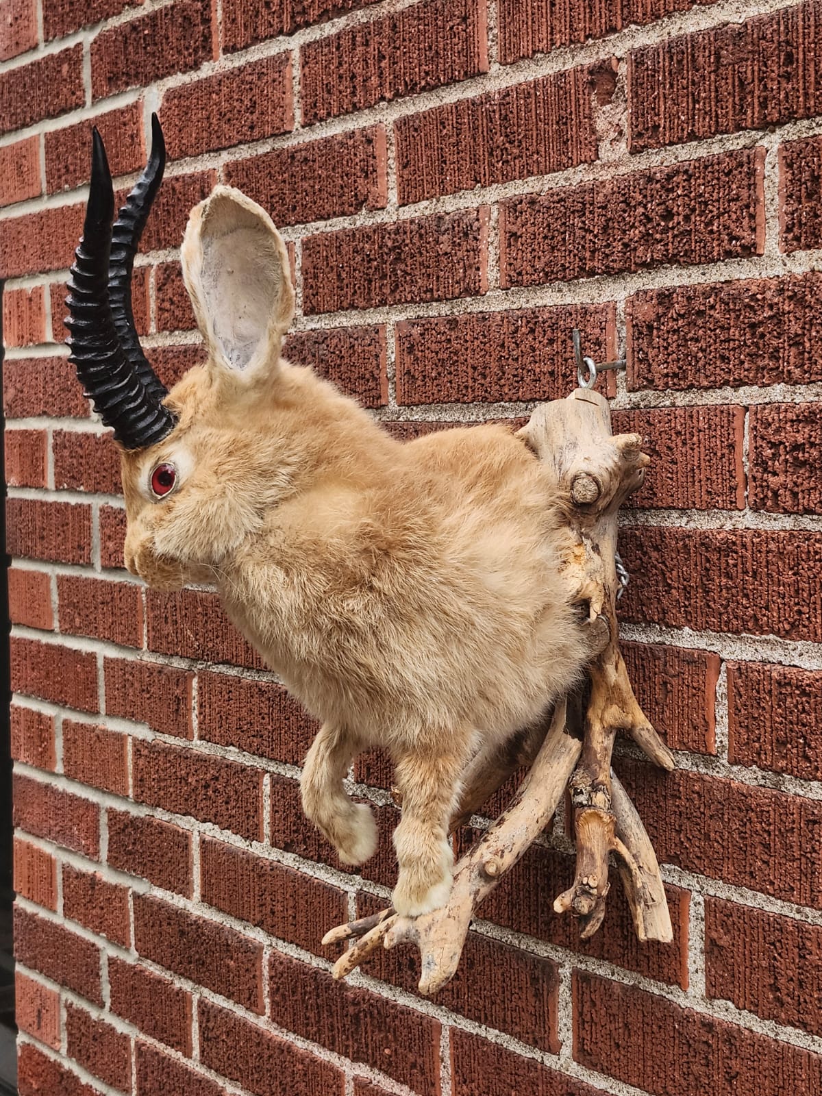 Shoulder mount jackalope taxidermy, wall mount rabbit