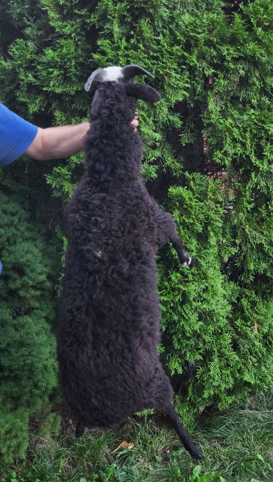 Black soft mount sheep taxidermy with horns