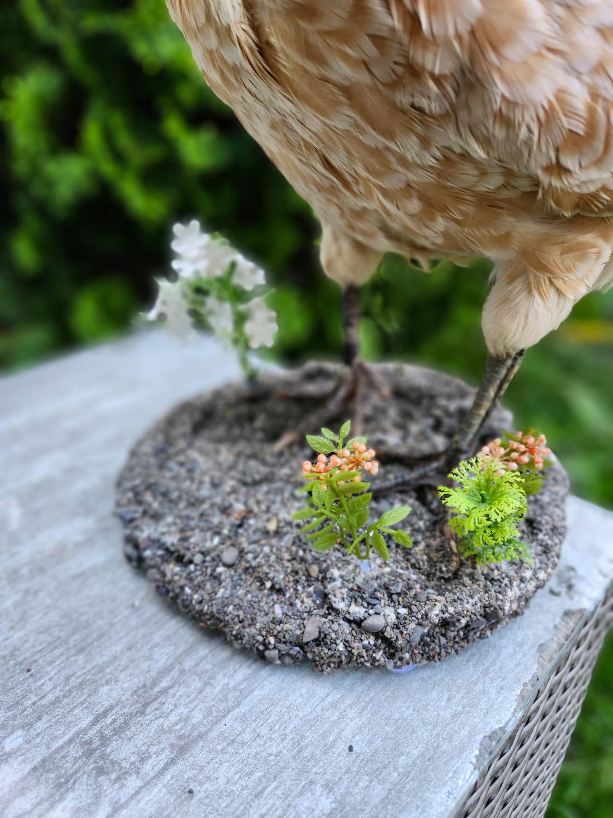 Chicken rooster taxidermy
