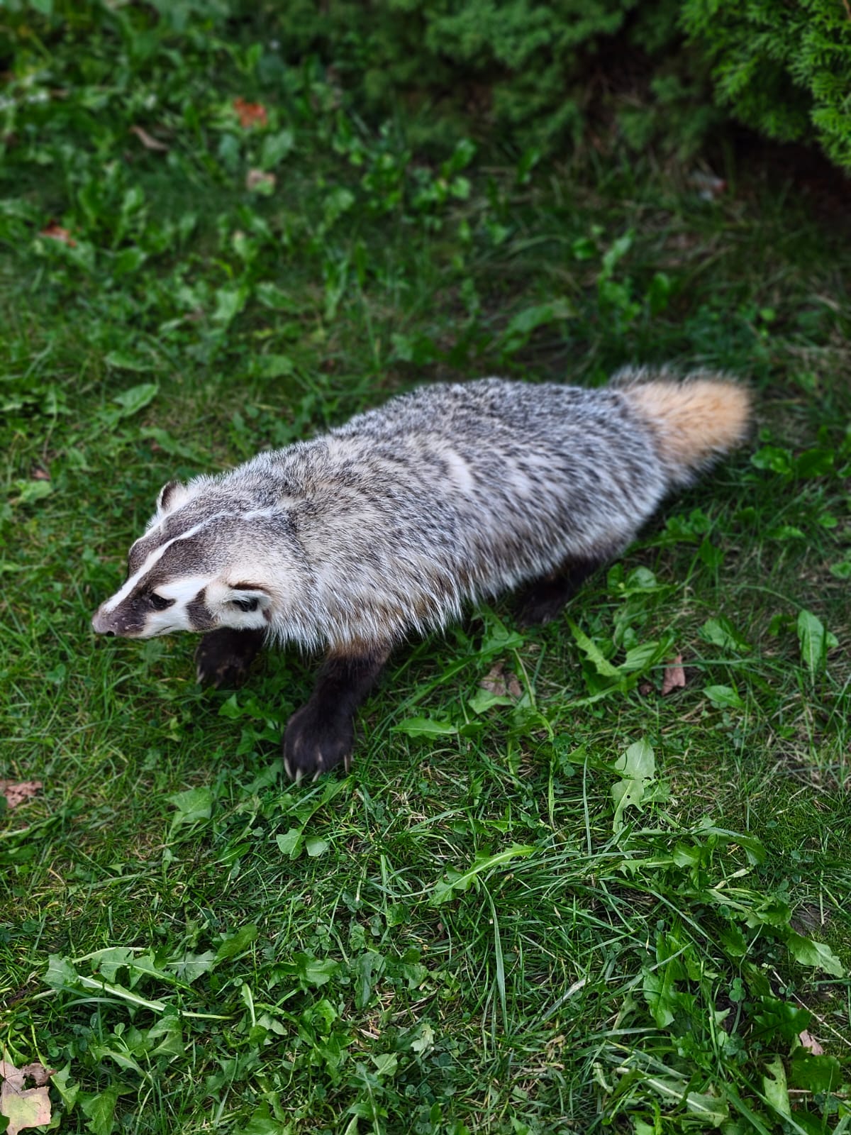 Fully Posable soft mount badger taxidermy