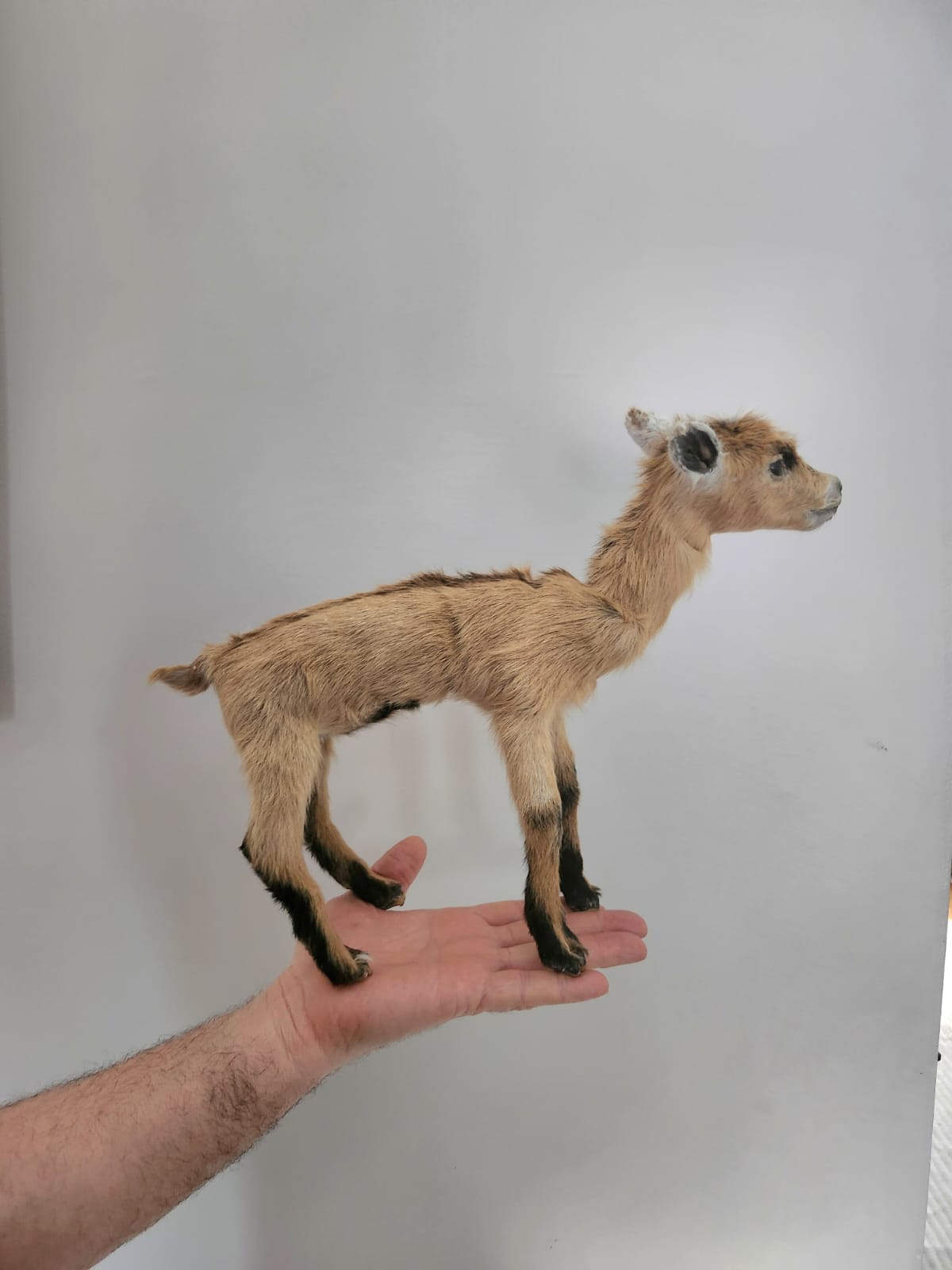 Pose-able soft mount baby goat taxidermy