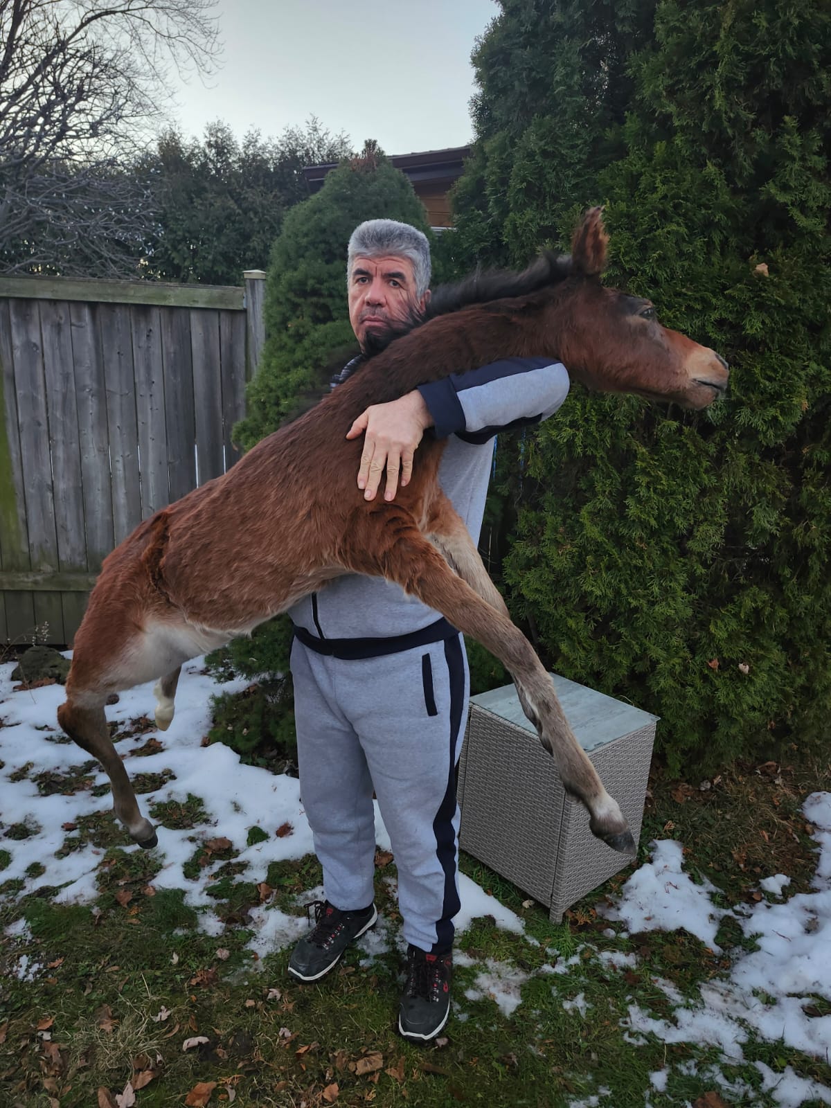 Soft mount brown horse taxidermy, pony taxidermy