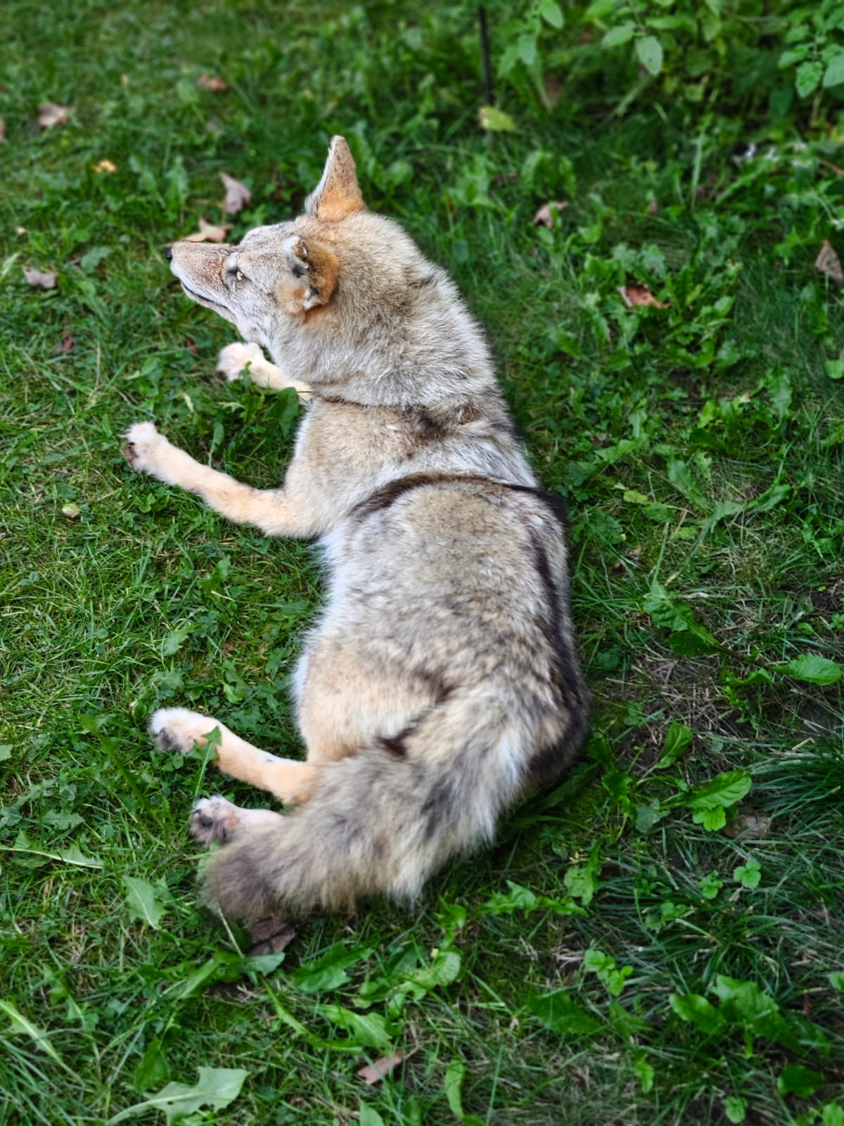 Fully posable soft mount coyote taxidermy