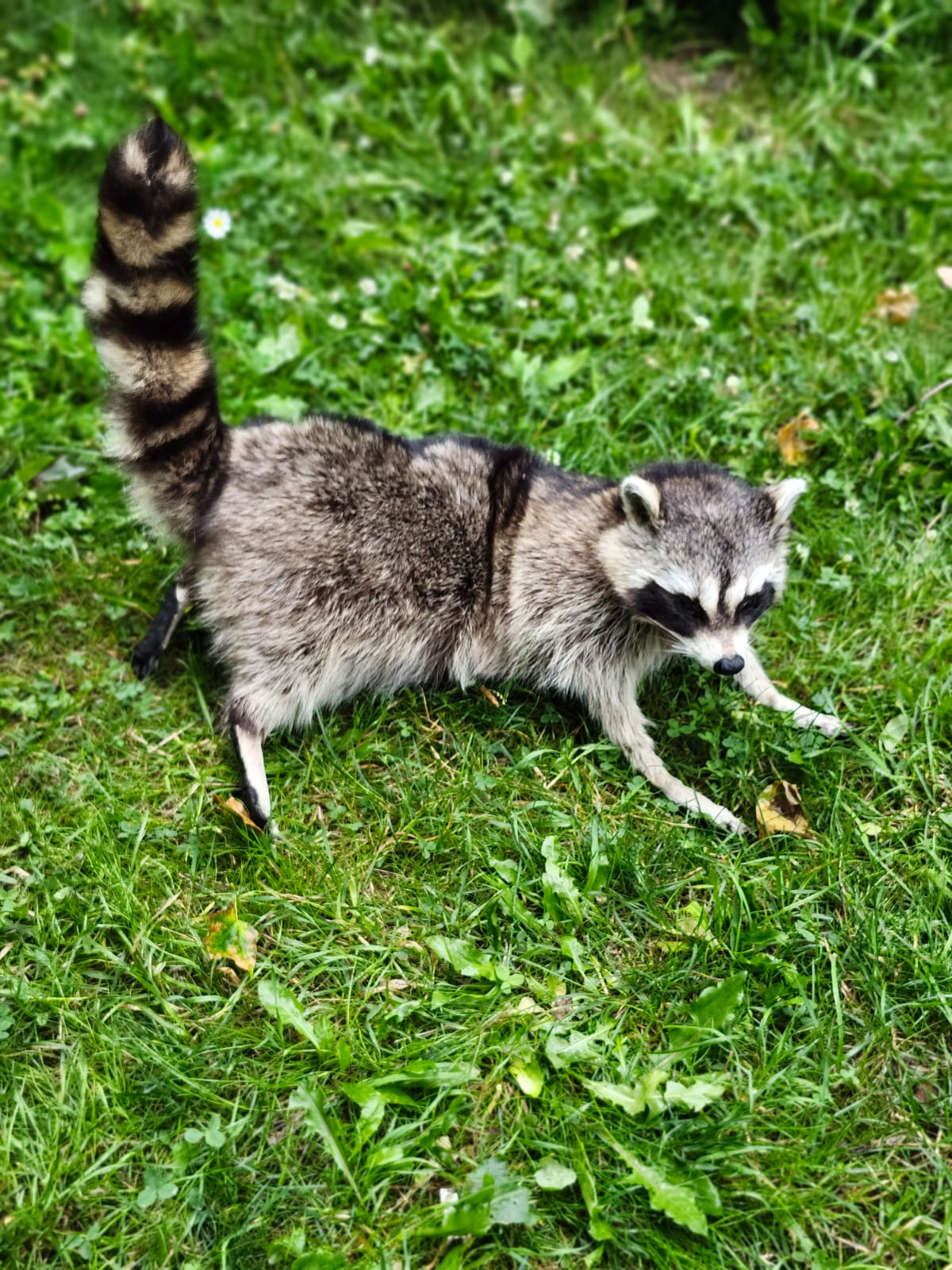 Fully Posable large soft mount raccoon taxidermy