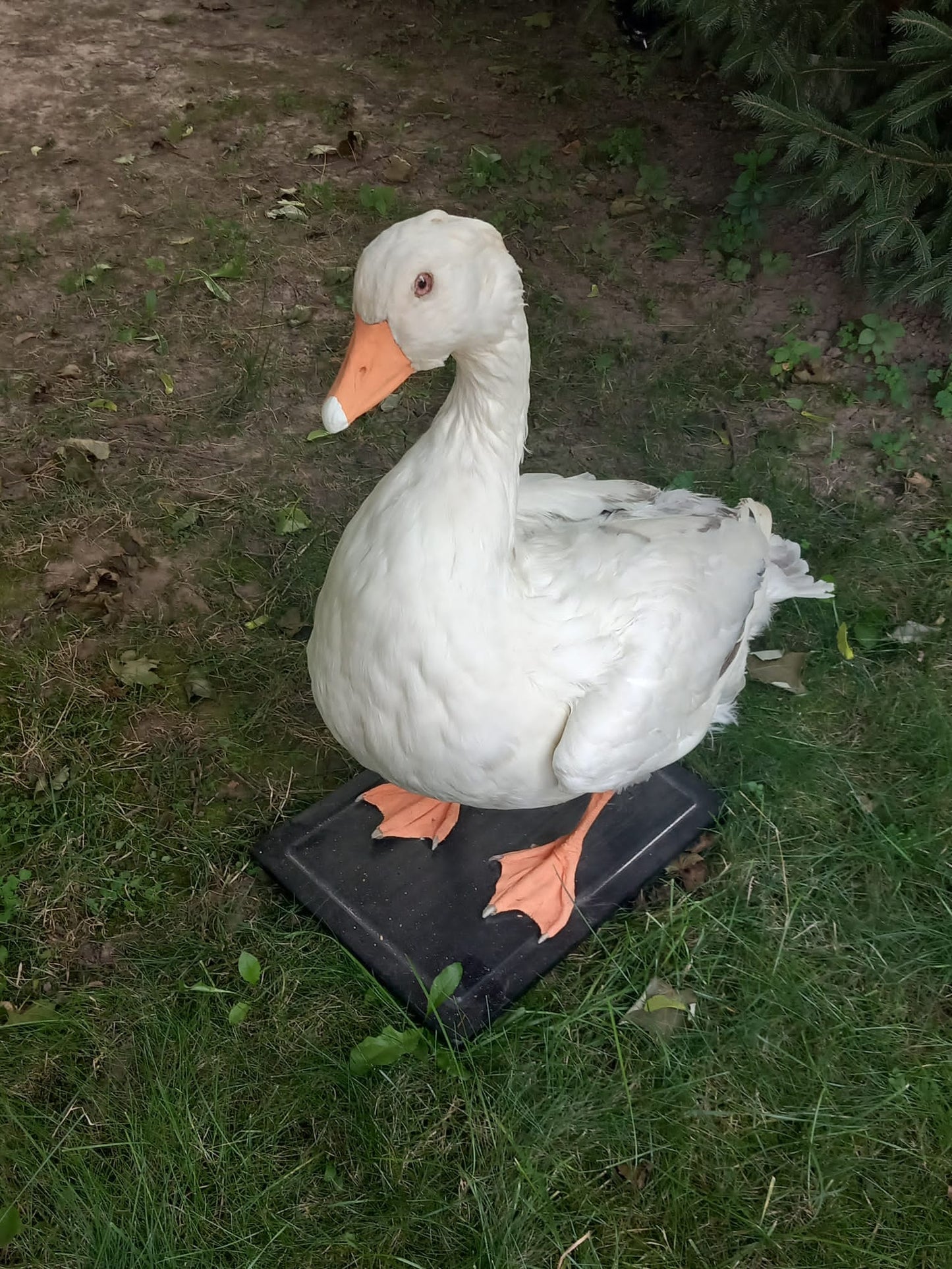 White goose taxidermy