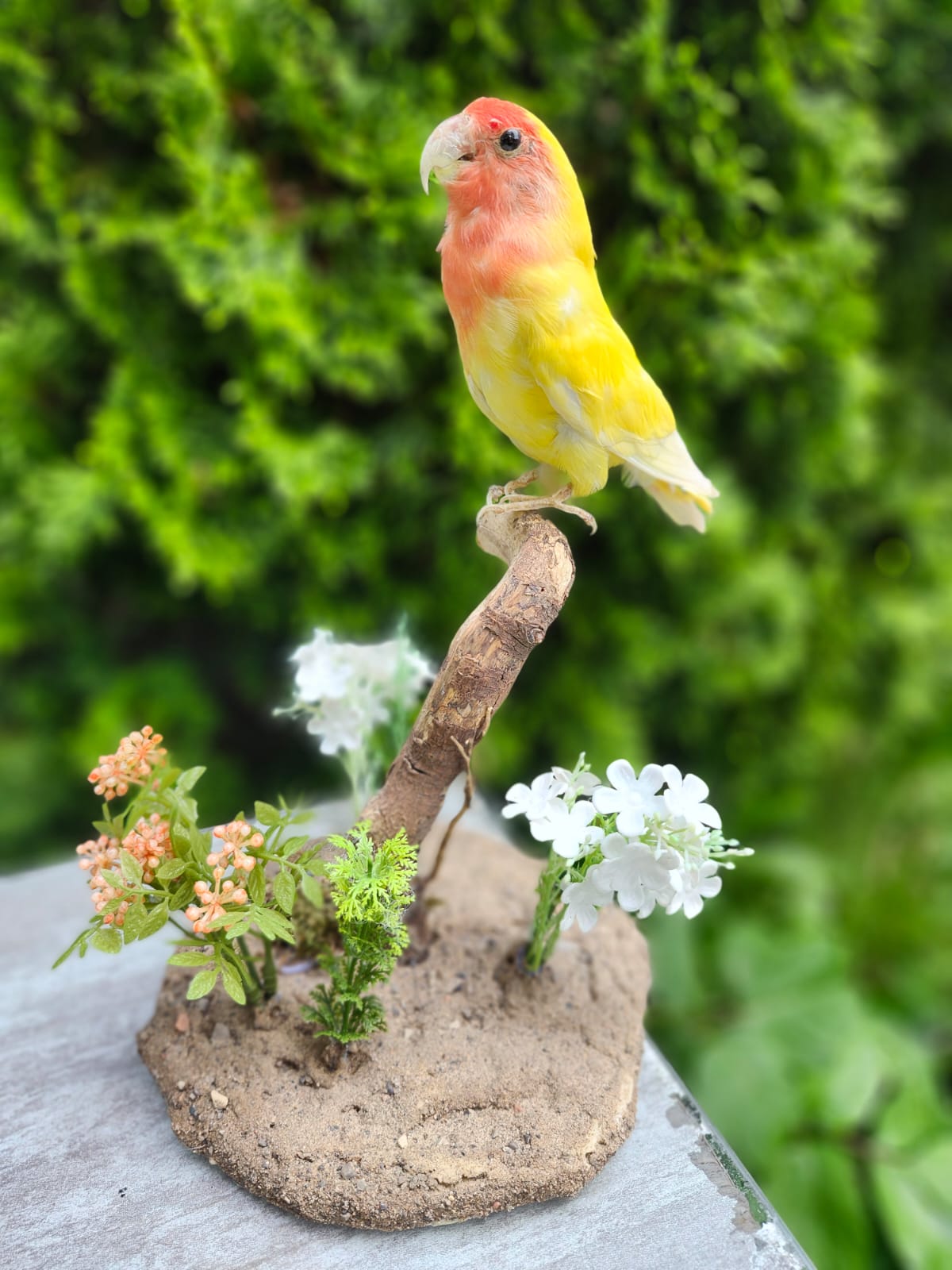 Standing love bird taxidermy