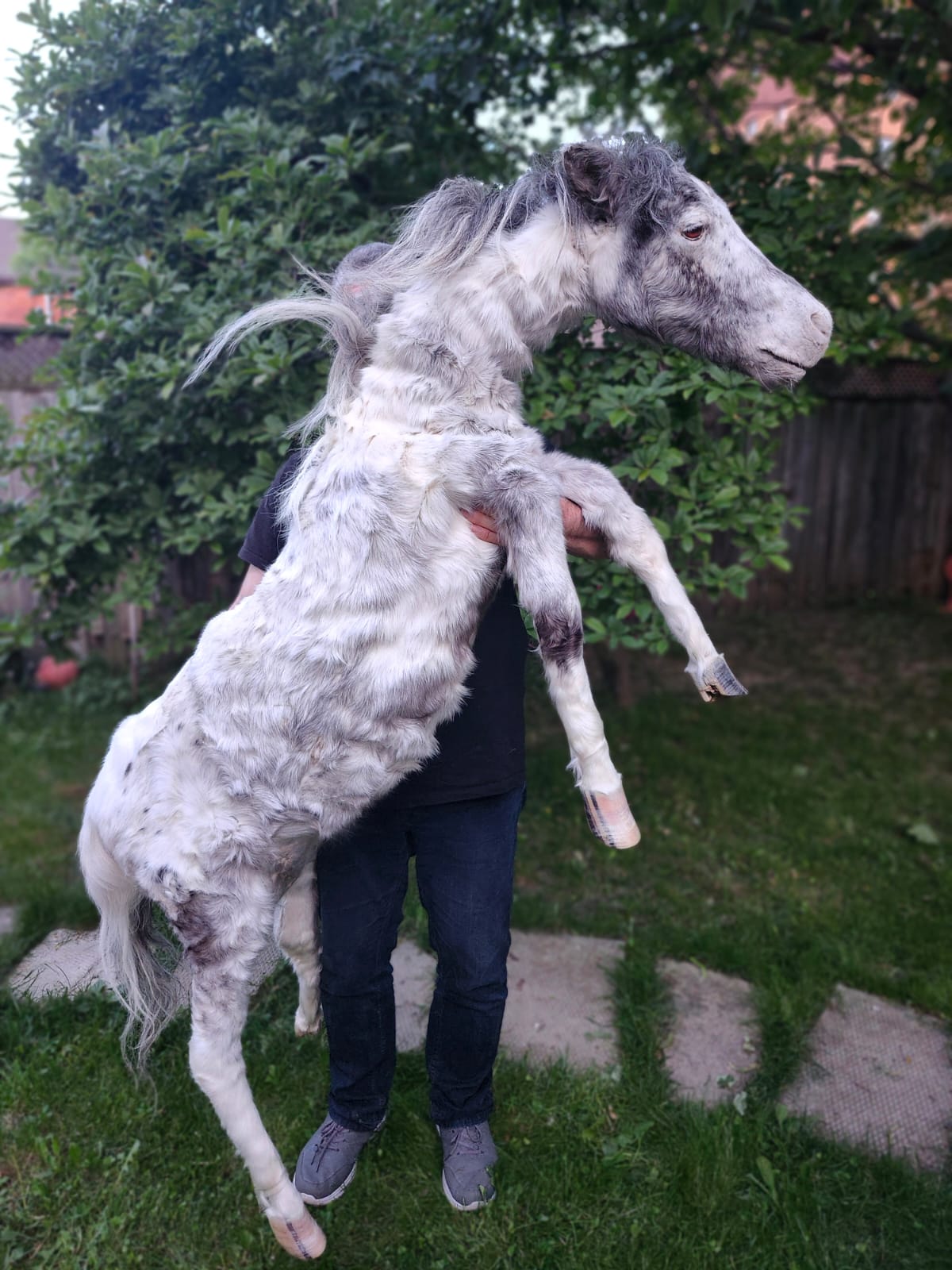 Soft mount white and silver horse taxidermy