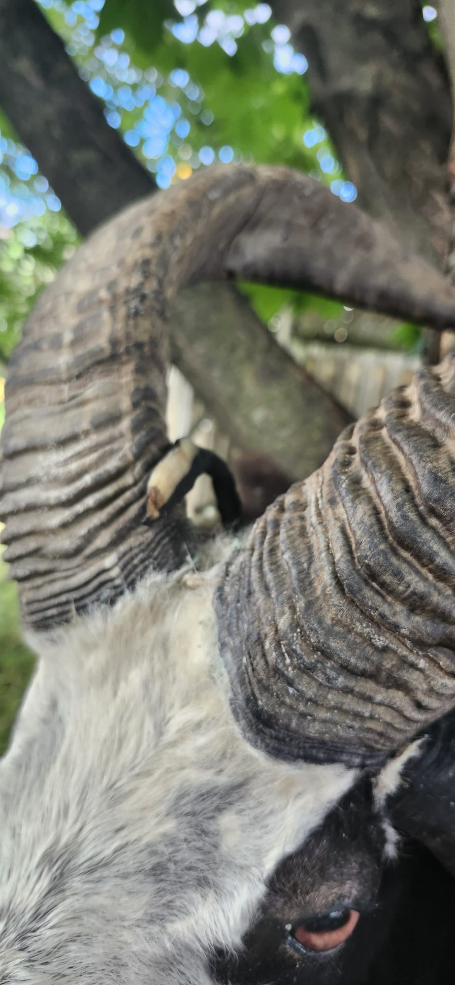Huge shoulder mount five horned black and white jacob sheep taxidermy