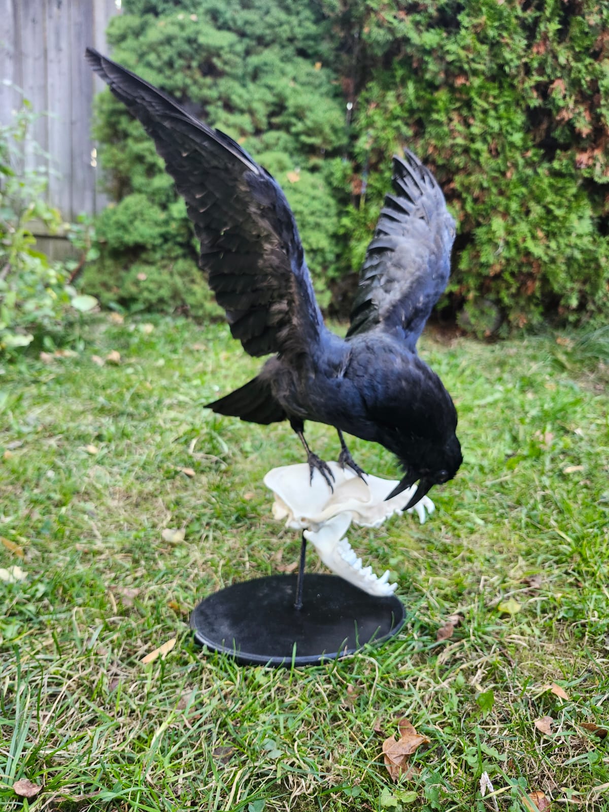 Carrion crow taxidermy standing on a coyote skull