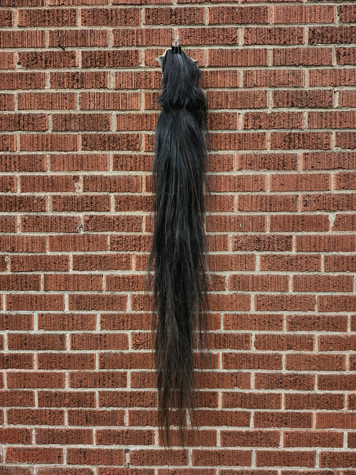 Long black horse tail taxidermy