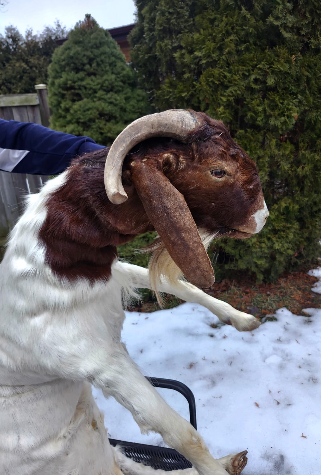 Soft mount very large goat taxidermy