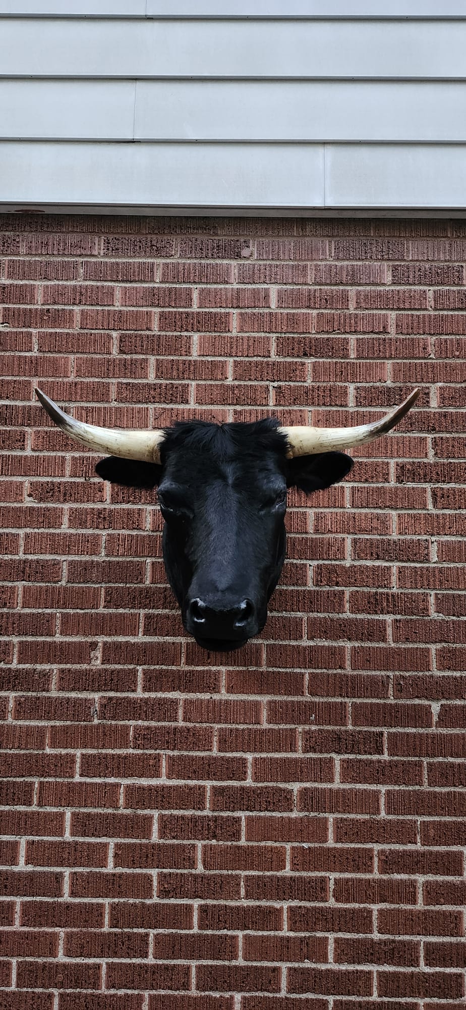 Black shoulder mount cow taxidermy