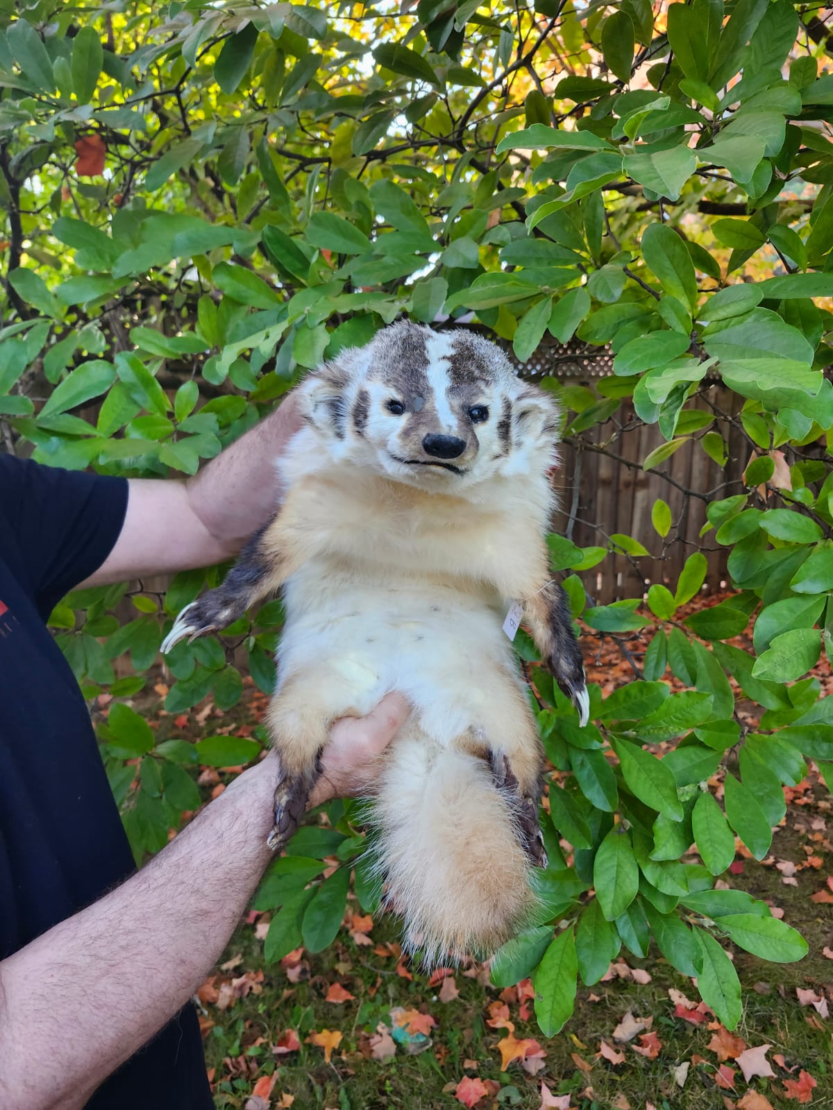 Large soft mount badger taxidermy