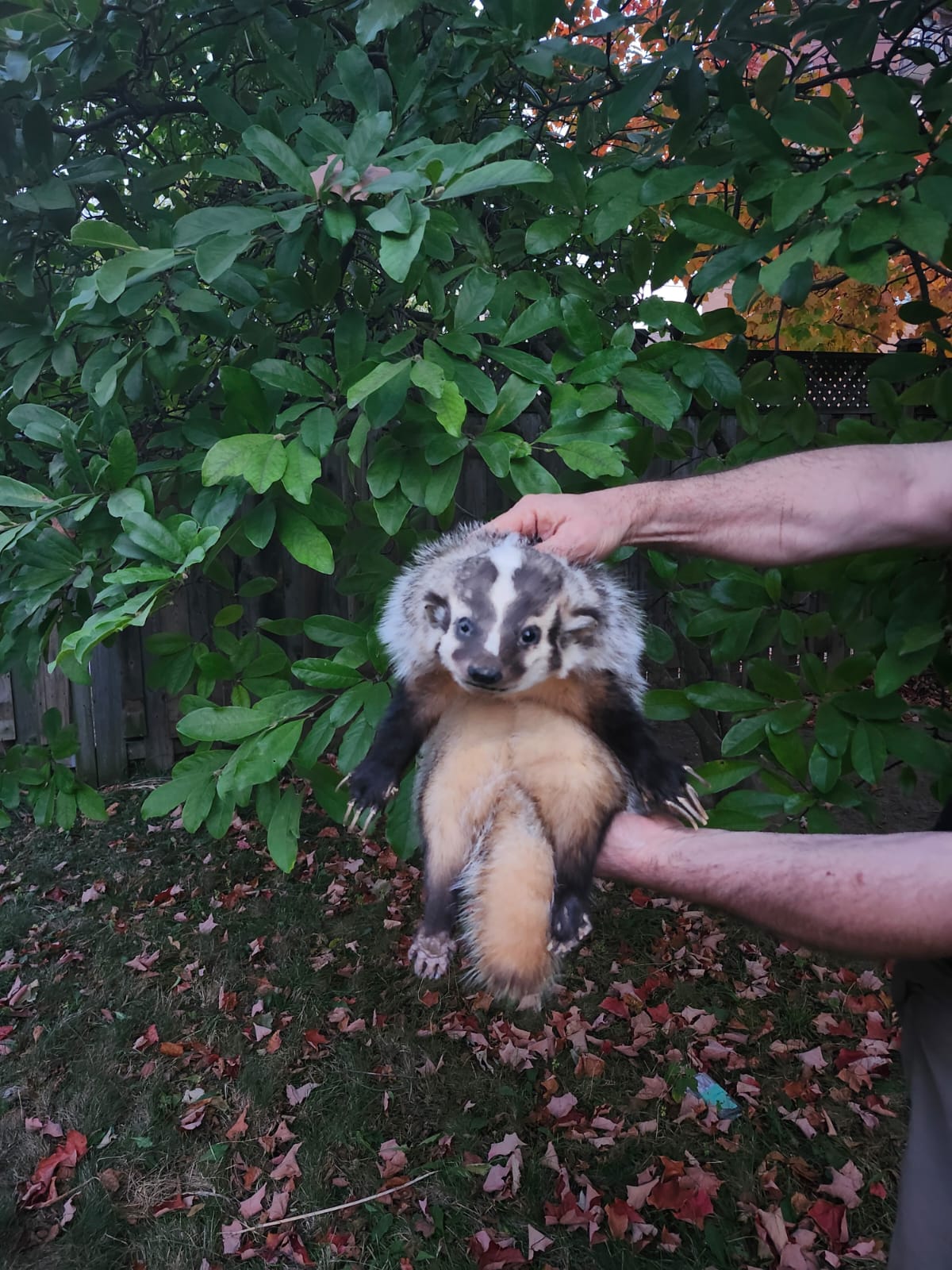 Floppy soft mount badger taxidermy