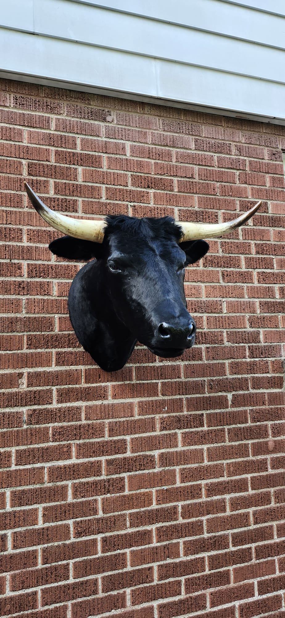 Black shoulder mount cow taxidermy