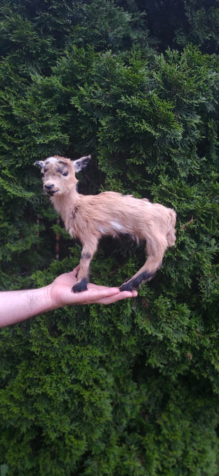 Fully Posable soft mount baby goat, lamb, sheep taxidermy