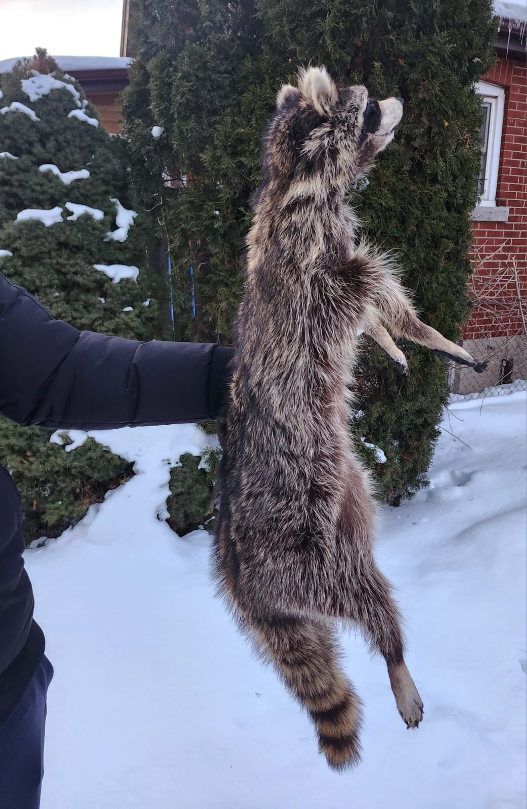 XXL soft mount raccoon taxidermy
