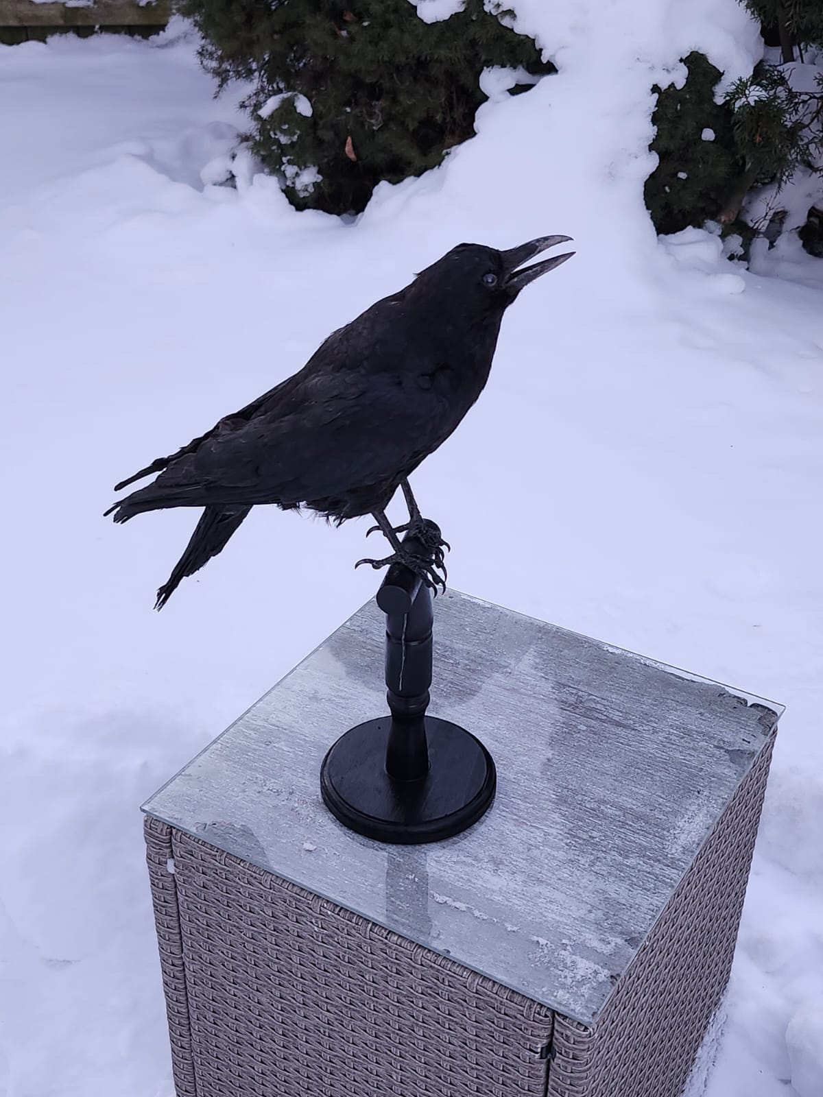 Carrion crow taxidermy