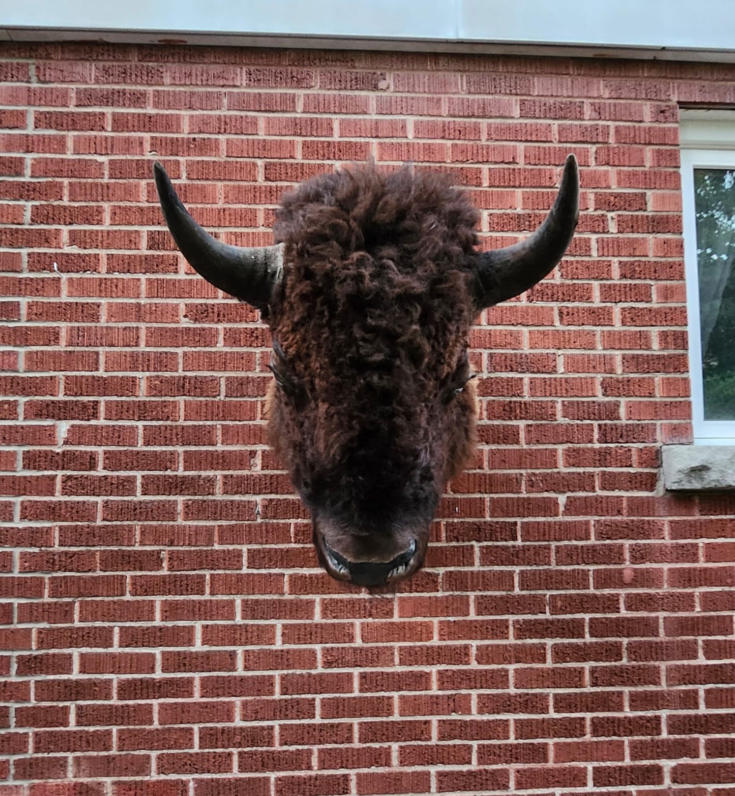 Shoulder mount bison/buffalo taxidermy