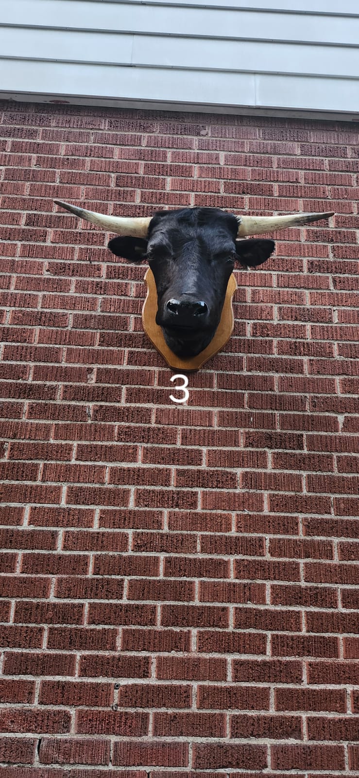 Black wall mount cow taxidermy