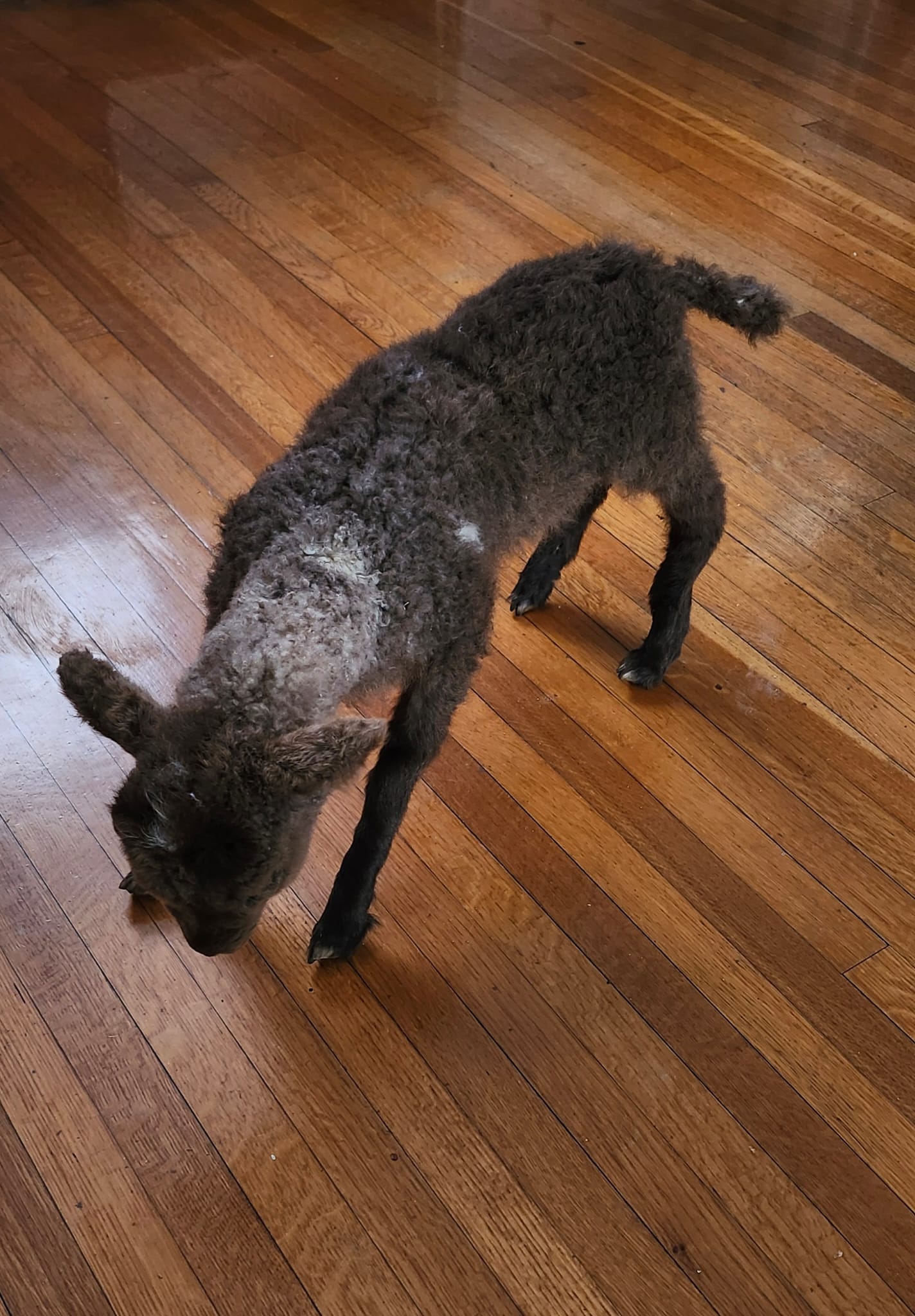 Fully posable soft mount baby lamb / goat / sheep taxidermy