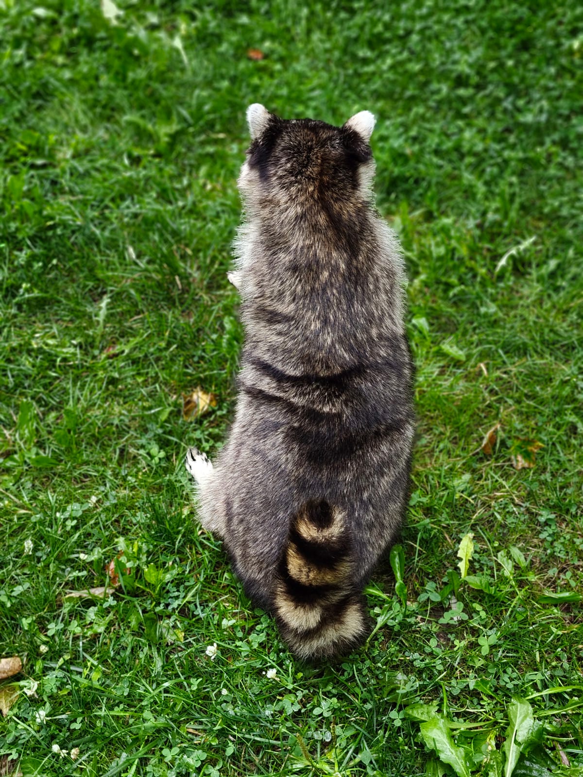 Fully Posable large soft mount raccoon taxidermy