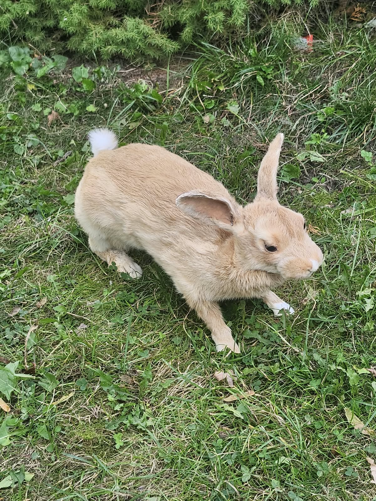 Fully Posable soft mount rabbit taxidermy