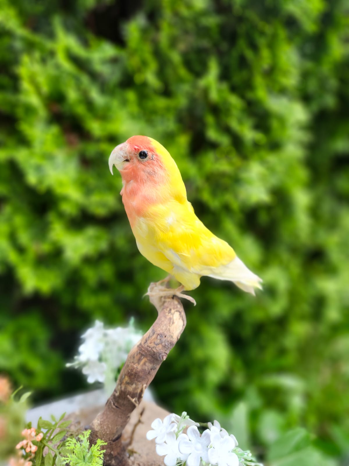 Standing love bird taxidermy
